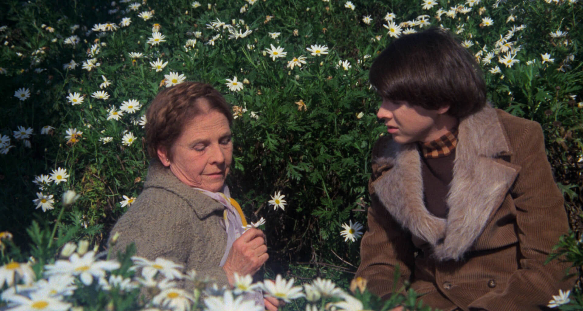 Кадр фильма «Гарольд и Мод» // Paramount Pictures